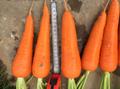 Морковь с поля напрямую от производителя