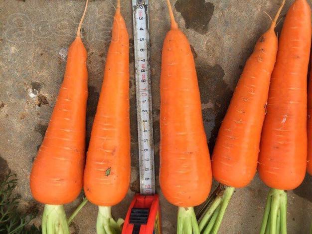 Морковь с поля напрямую от производителя