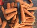Морковь  свежая сорт Абако оптом