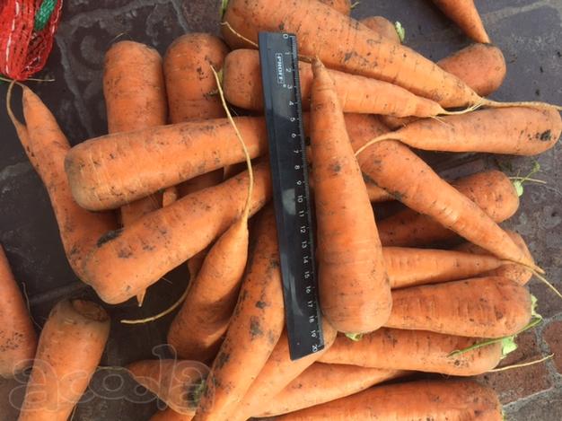Морковь  свежая сорт Абако оптом