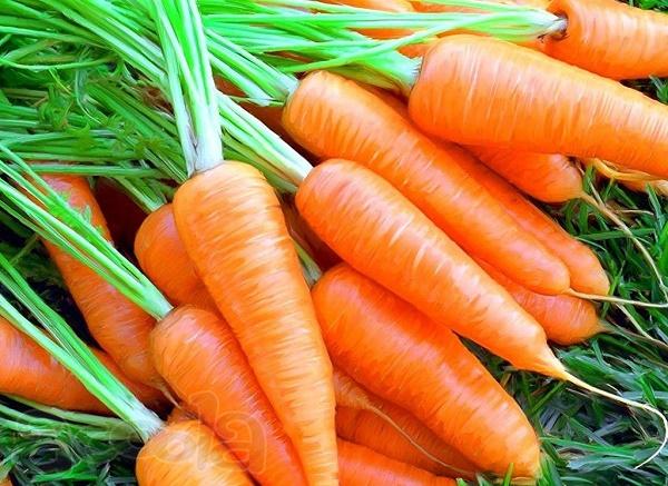 Продаётся крупная  морковь 16 рублей 40тонн