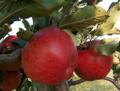 Принимаем заявки на опт поставки яблок из Ростова-на-дону