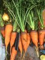 Продаем морковь оптом от 10 тонн